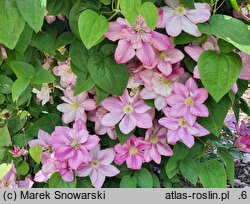 Clematis Innocent Glance