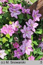 Clematis Innocent Glance