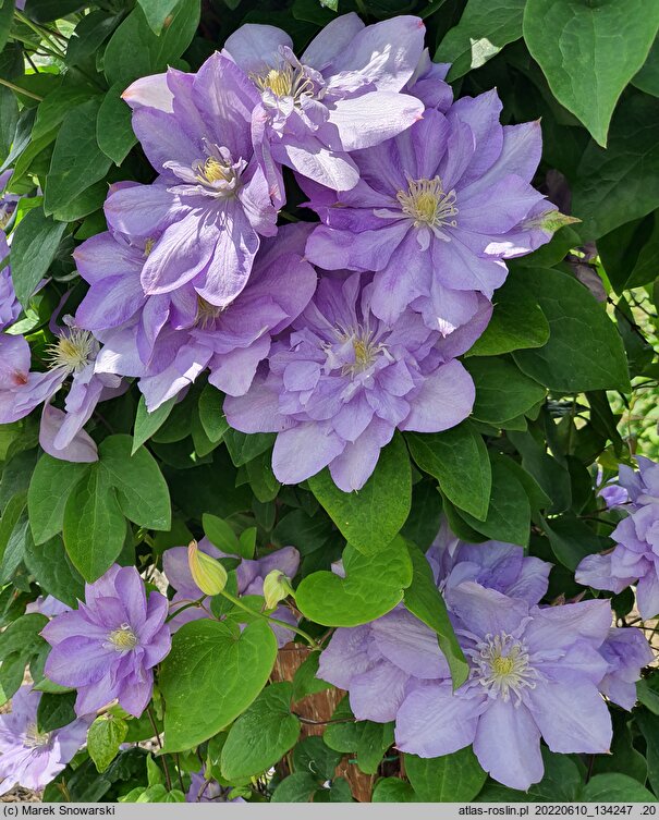 Clematis Blue Explosion