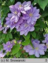 Clematis Blue Explosion