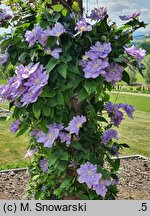 Clematis Blue Explosion