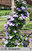 Clematis Blue Explosion