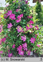 Clematis Viva Polonia