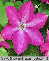Clematis Viva Polonia