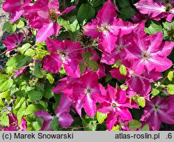 Clematis Viva Polonia