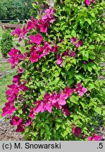 Clematis Kardynał Wyszyński