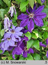 Clematis Moniuszko