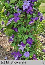 Clematis Moniuszko