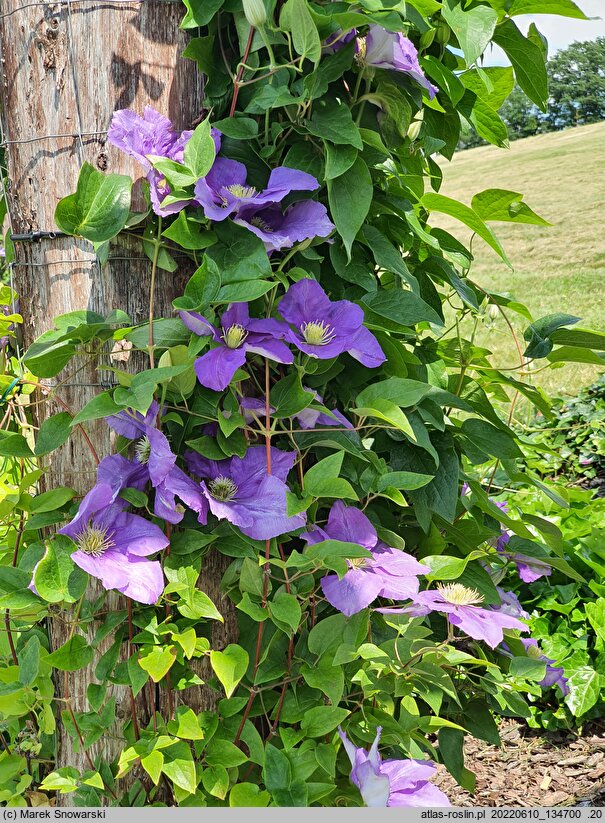 Clematis Generał Sikorski