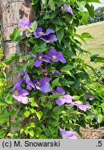 Clematis Generał Sikorski