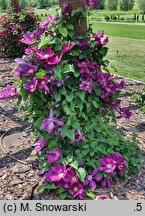 Clematis Lech Kaczyński