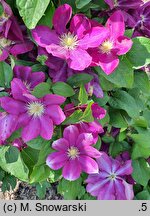 Clematis Lech Kaczyński