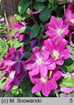 Clematis Lech Kaczyński