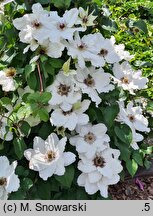 Clematis Maria Kaczyńska
