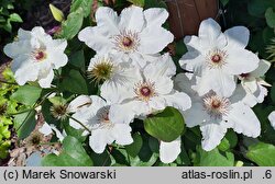 Clematis Maria Kaczyńska