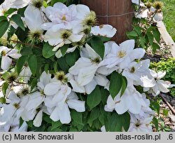 Clematis Innocent Blush