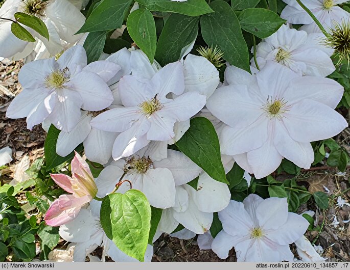 Clematis Innocent Blush