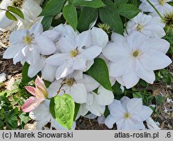 Clematis Innocent Blush