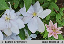 Clematis Innocent Blush