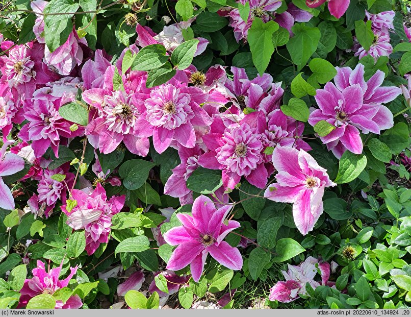Clematis My Darling