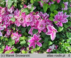 Clematis My Darling