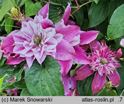 Clematis My Darling