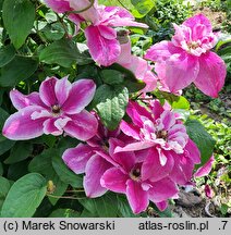 Clematis My Darling