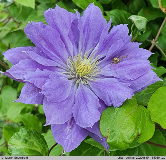 Clematis Copernicus