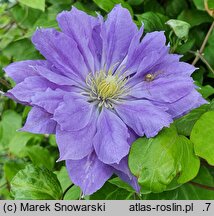 Clematis Copernicus