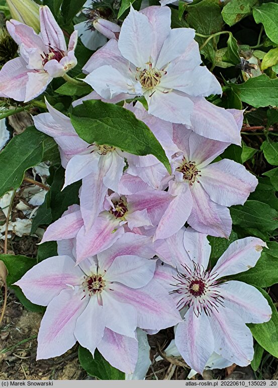 Clematis Matka Siedliska