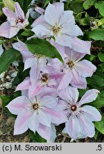 Clematis Matka Siedliska