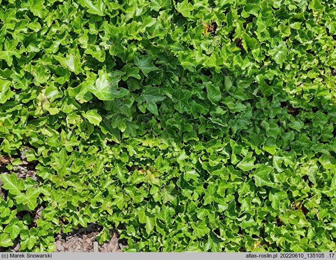 Hedera helix Uwertura Brahmsa