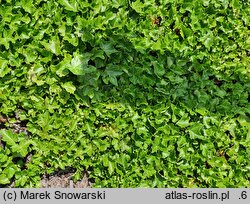 Hedera helix Uwertura Brahmsa