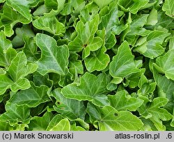 Hedera helix Uwertura Brahmsa
