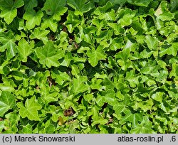 Hedera helix Uwertura Brahmsa