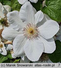 Clematis Jerzy Popiełuszko
