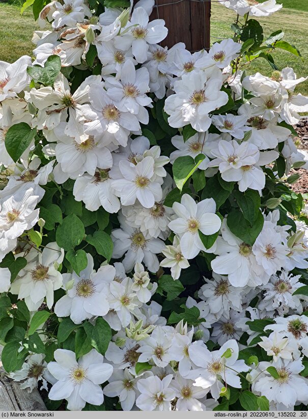 Clematis Jerzy Popiełuszko
