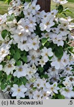 Clematis Jerzy Popiełuszko