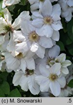 Clematis Jerzy Popiełuszko
