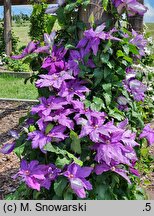 Clematis Kacper