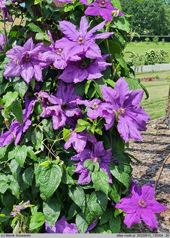 Clematis Kacper