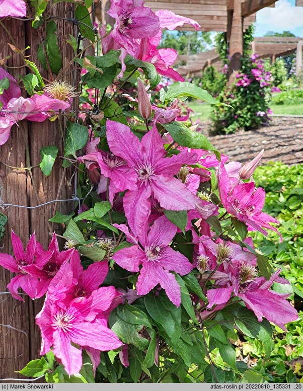 Clematis Barbara