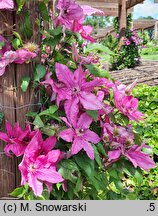 Clematis Barbara