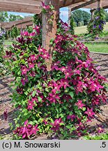 Clematis Niobe