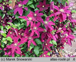 Clematis Niobe