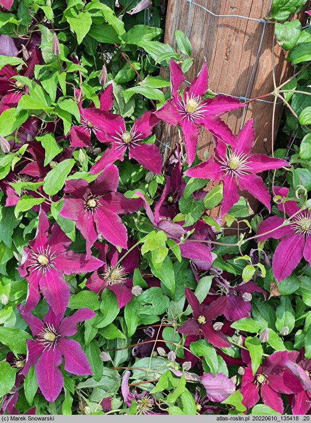 Clematis Niobe