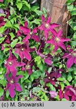 Clematis Niobe