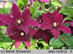 Clematis Niobe