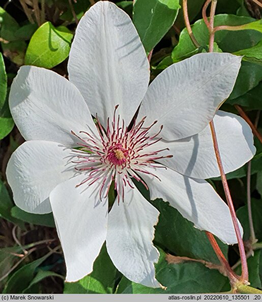 Clematis Matka Urszula Ledóchowska