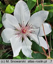 Clematis Matka Urszula Ledóchowska